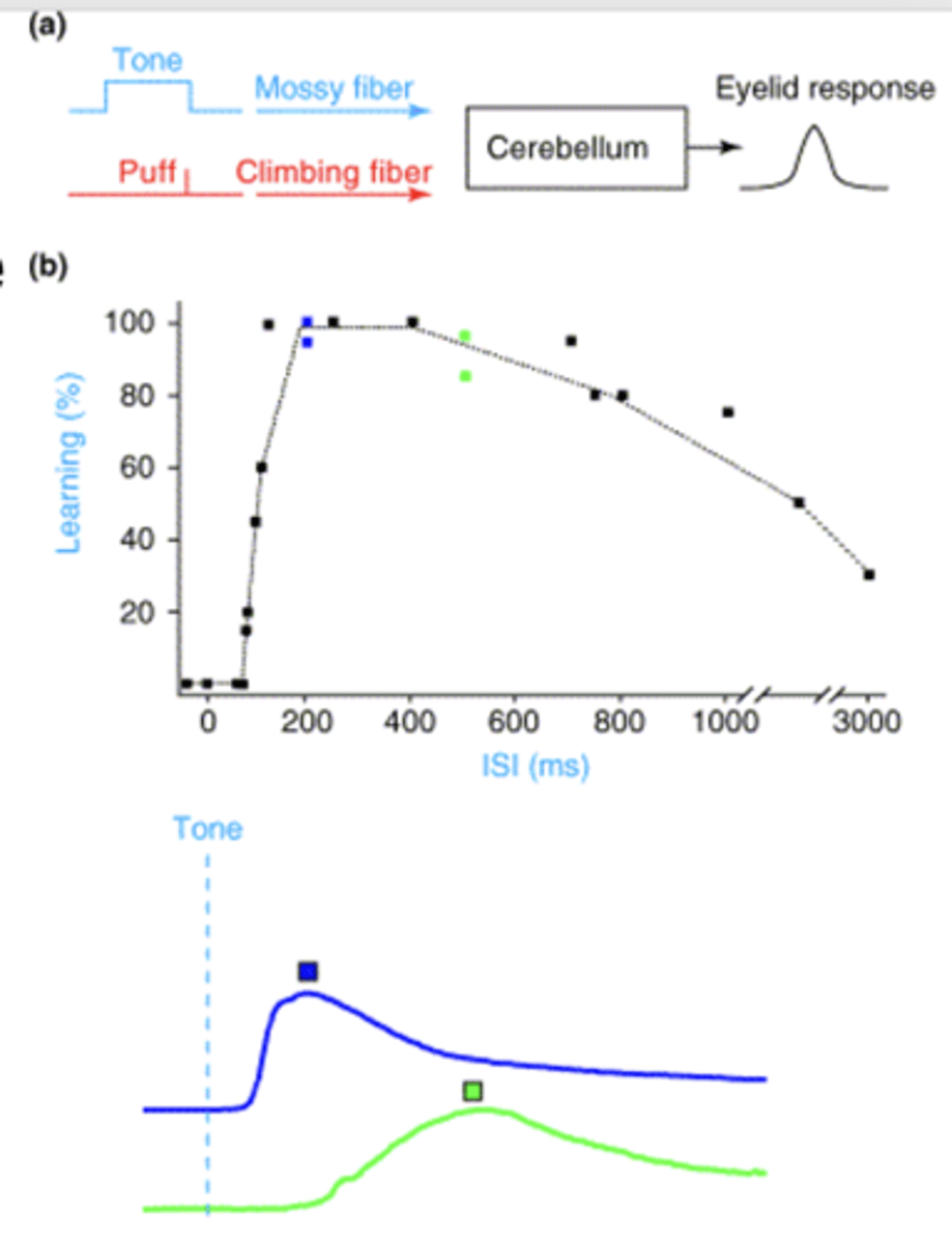 <p>timing between CS and USC <span style="text-decoration:underline">increases</span> (delay) -&gt;  synaptic/learning strength <span style="text-decoration:underline">decreases</span> (weaker and slower)</p><p>- matches LTP</p><p>- mediated by cerebellum - no dopamine input</p><p>- blink in anticipation of a puff</p>