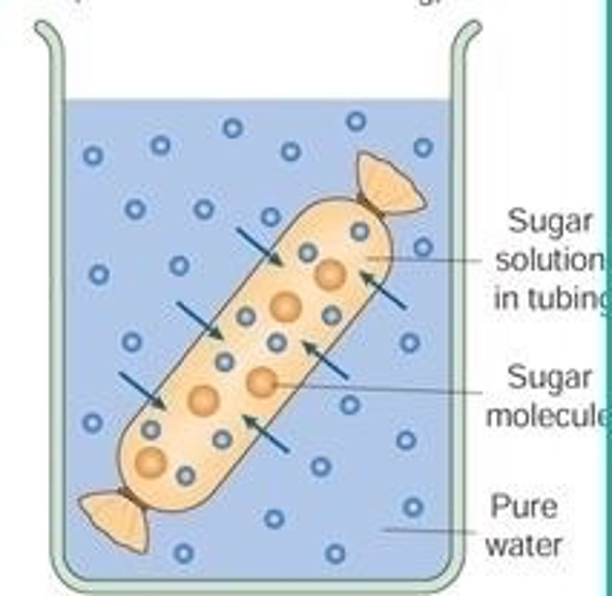 <p>Visken tubing a selectively permeable similar to a cell membrane. It can therefore be used to model the movement of substances into and out of a cell.</p>
