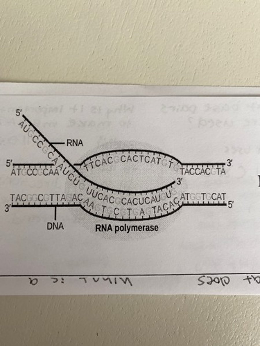 <p>Transcription</p>