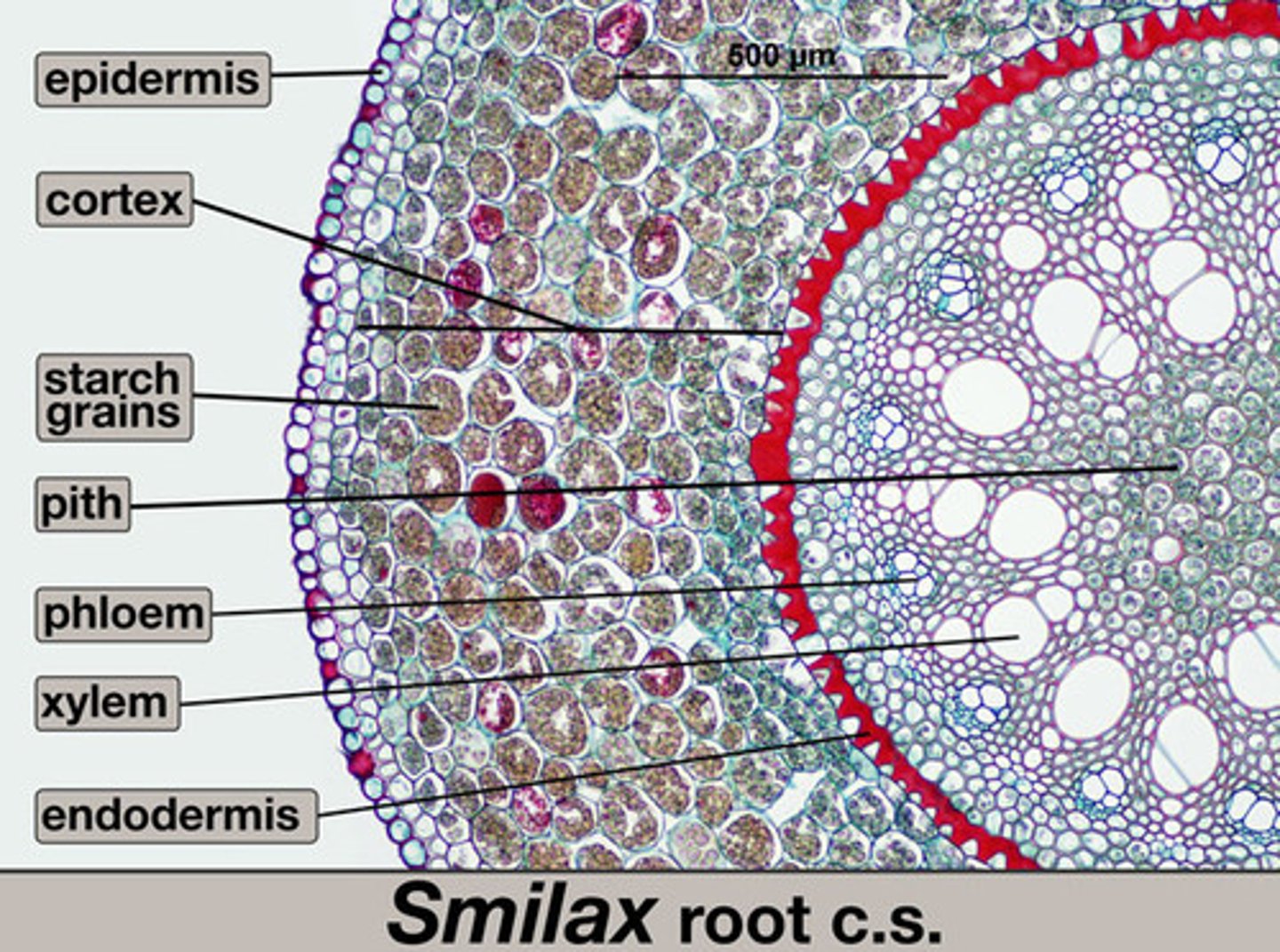 <p>Outermost issue of plant that helps protect it from damage</p>
