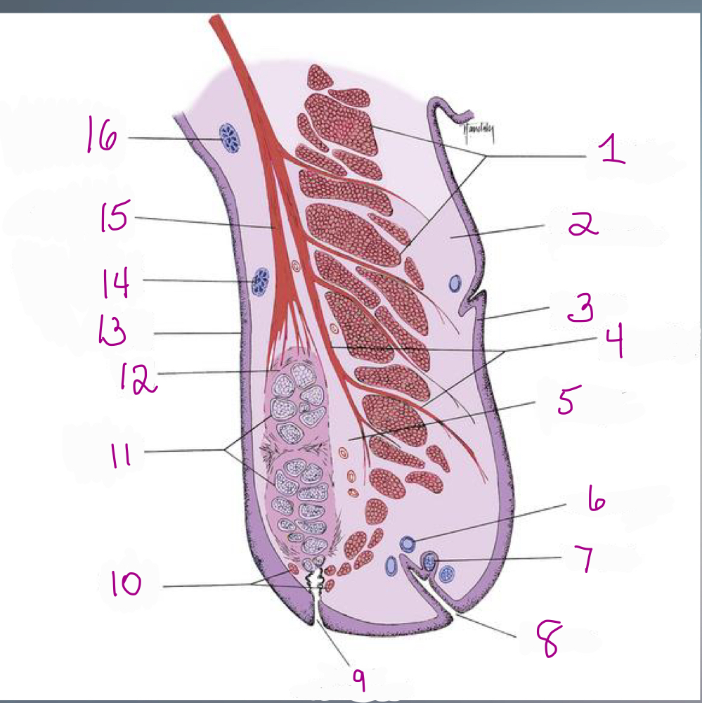 In the image of the eyelid, what structure is indicated by #1?