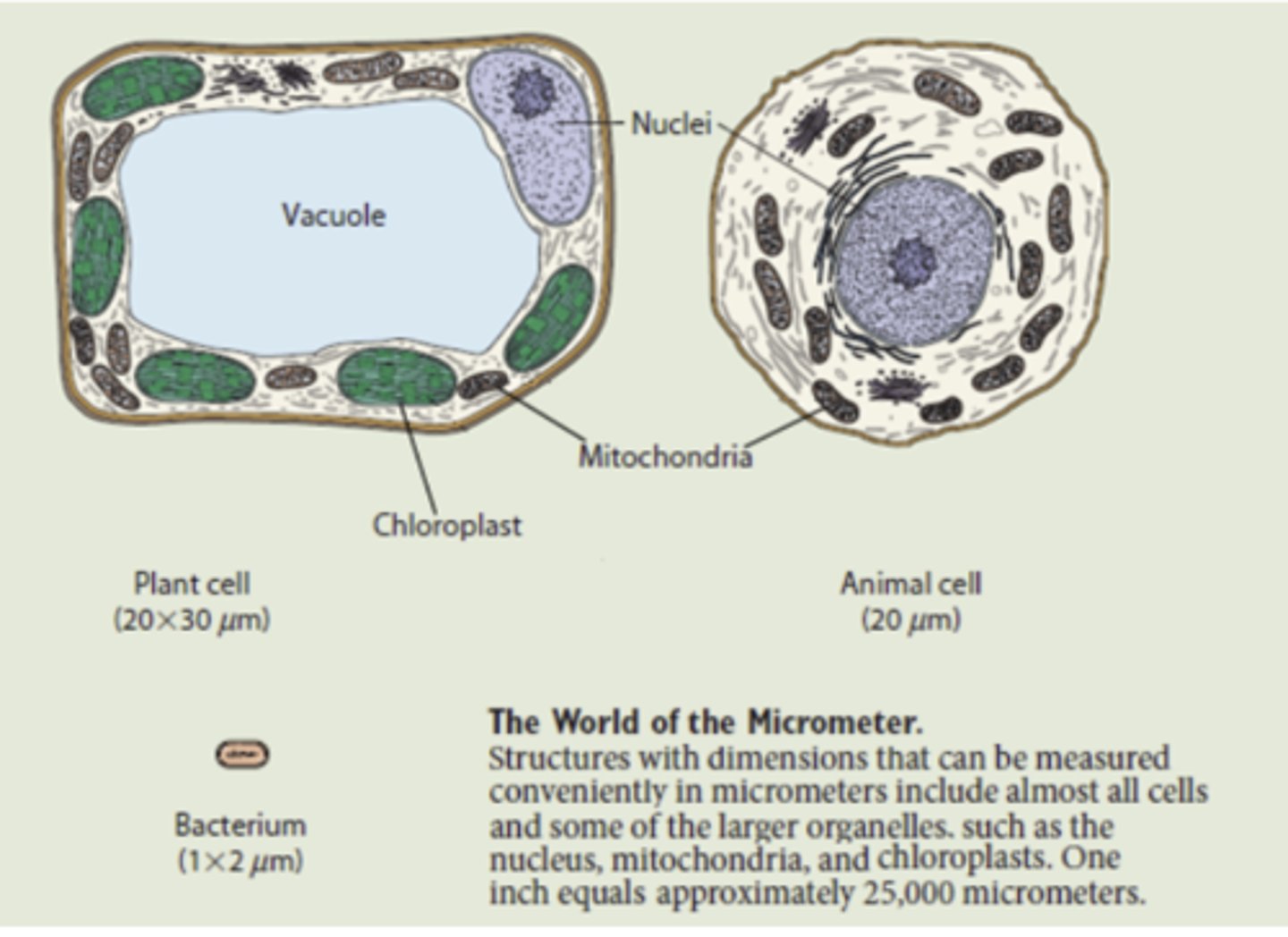 <p>Which of these would his microscope have been able to visualize?(Leeuwenhoek)(0.83 μm)</p><p>Select all that apply.</p><p>a. animal cells</p><p>b. plant cells</p><p>c. bacteria cells</p>
