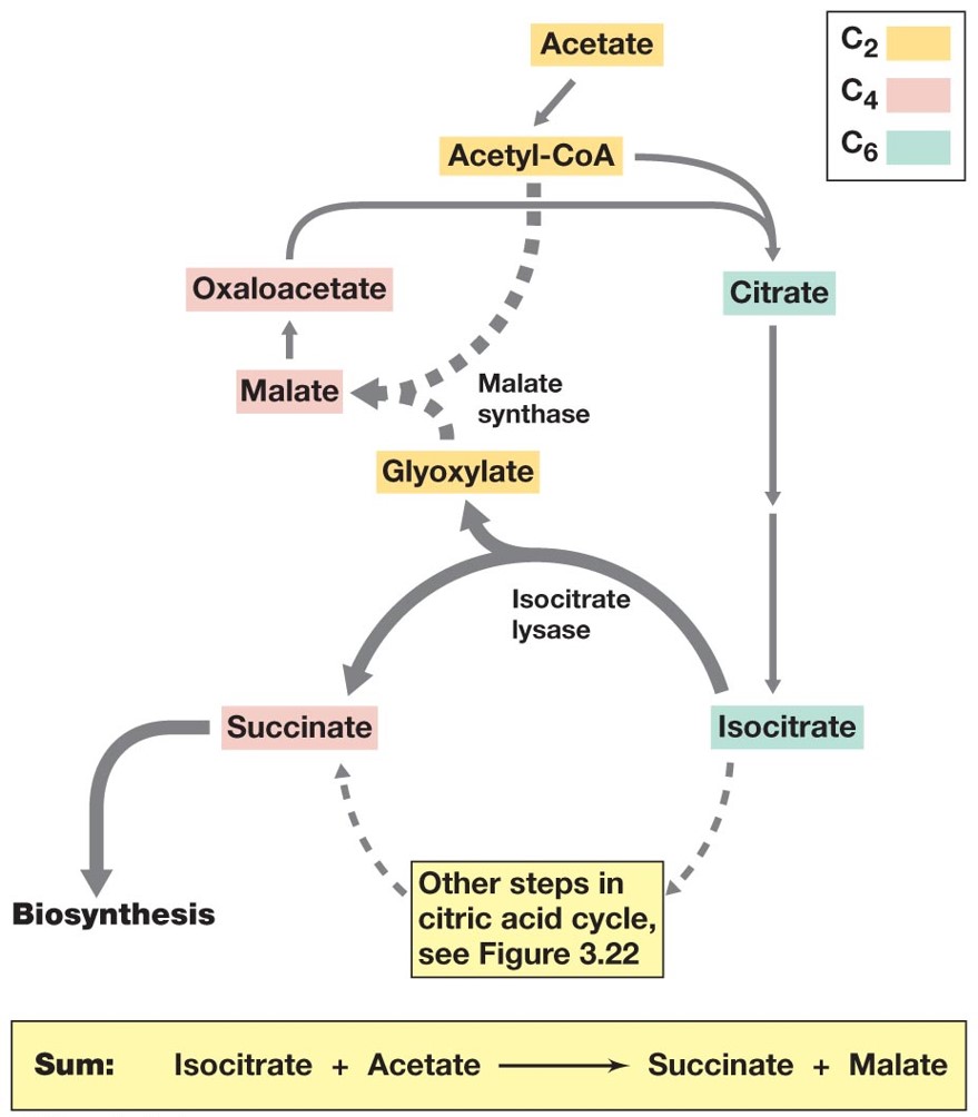 Involved in Aerobic Respiration

\
Catabolism of C2-C3 organic acids typically involves the Oxaloacetate produced through this cycle

\
Variation of the Krebs Cycle