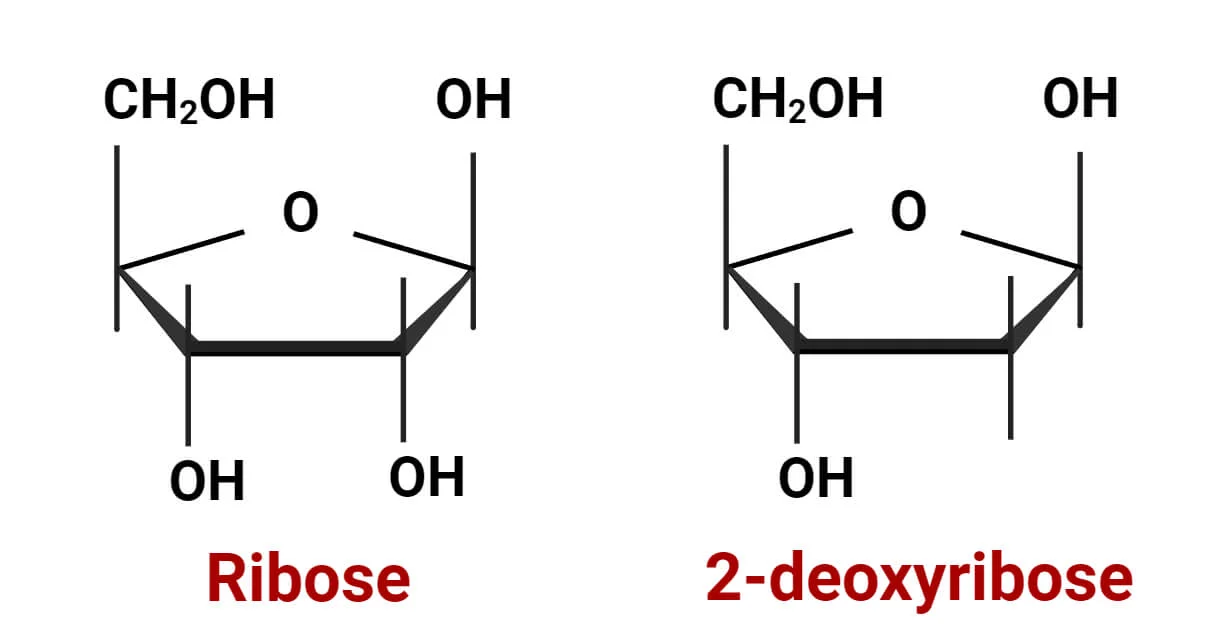 <ol><li><p>Ribose: (has hydroxyl groups on 2’ Carbon)</p></li></ol><p></p><ol start="2"><li><p>Deoxyribose: (missing a hydroxyl group on 2’ Carbon)</p></li></ol><p></p>