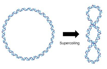 <p>DNA is supercoiled in nucleoid, must be separated to replicate</p>