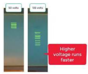 <ul><li><p><span>In general, 10 volts for every cm between cathode and anode</span></p></li><li><p><span>Voltage too high = overheat gel</span></p></li><li><p><span>Voltage too low = poor resolution</span></p></li><li><p><span>Run time = depends on size of gel and voltage; keep an eye on tracking dye location to ensure DNA does not run out the end of the gel</span></p></li></ul><p></p>