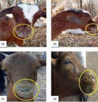 <p><span>Contagious Ecthyma in Neonatal Goats</span></p>
