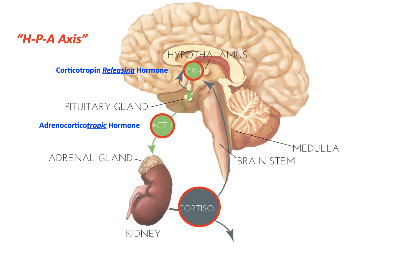 <p>CRH → ACTH → Glucocorticoids (e.g. cortisol)</p>