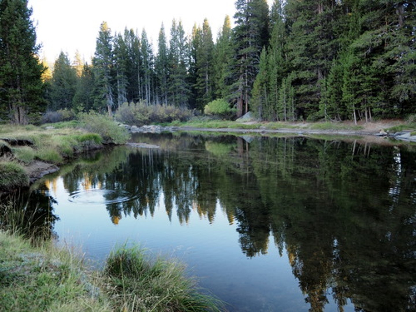 <p>the area of an aquatic ecosystem where the rooted plants do not reach the surface of the water</p>