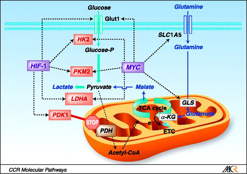 <p>→ MYC induit PDK1 qui inhibe la pyruvate déshydrogénase impliquée dans la décarboxylisation oxydative</p>