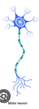 <p>motor neurons </p>