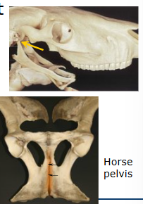 <ul><li><p>fibrous joints - sutures (skull), syndesmoses (splint bones), gomphosis (teeth - alveoli).</p></li><li><p>Cartilagenous - synchondroses (b/w skull and hyoid bone), symphysis - 2 halves of pelvis. </p></li><li><p>synovial joints e.g. metacarpophalangeal (fetlock) joint. </p></li></ul><p></p>