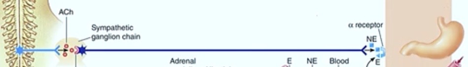 <p>What’s the <strong>legnth</strong> of the<strong> preganglionic neuron</strong> here?</p><p>( long or short ) </p>