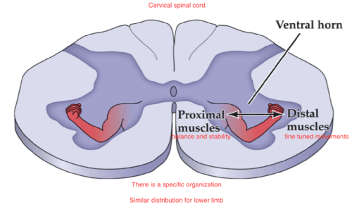 <p>•Medial part = axial, proximal muscles</p><p>•Lateral part = distal muscles</p><p>•Anterior part = extensors</p><p>•Posterior part = flexors</p><p>*pools may extend several spinal cord levels</p>