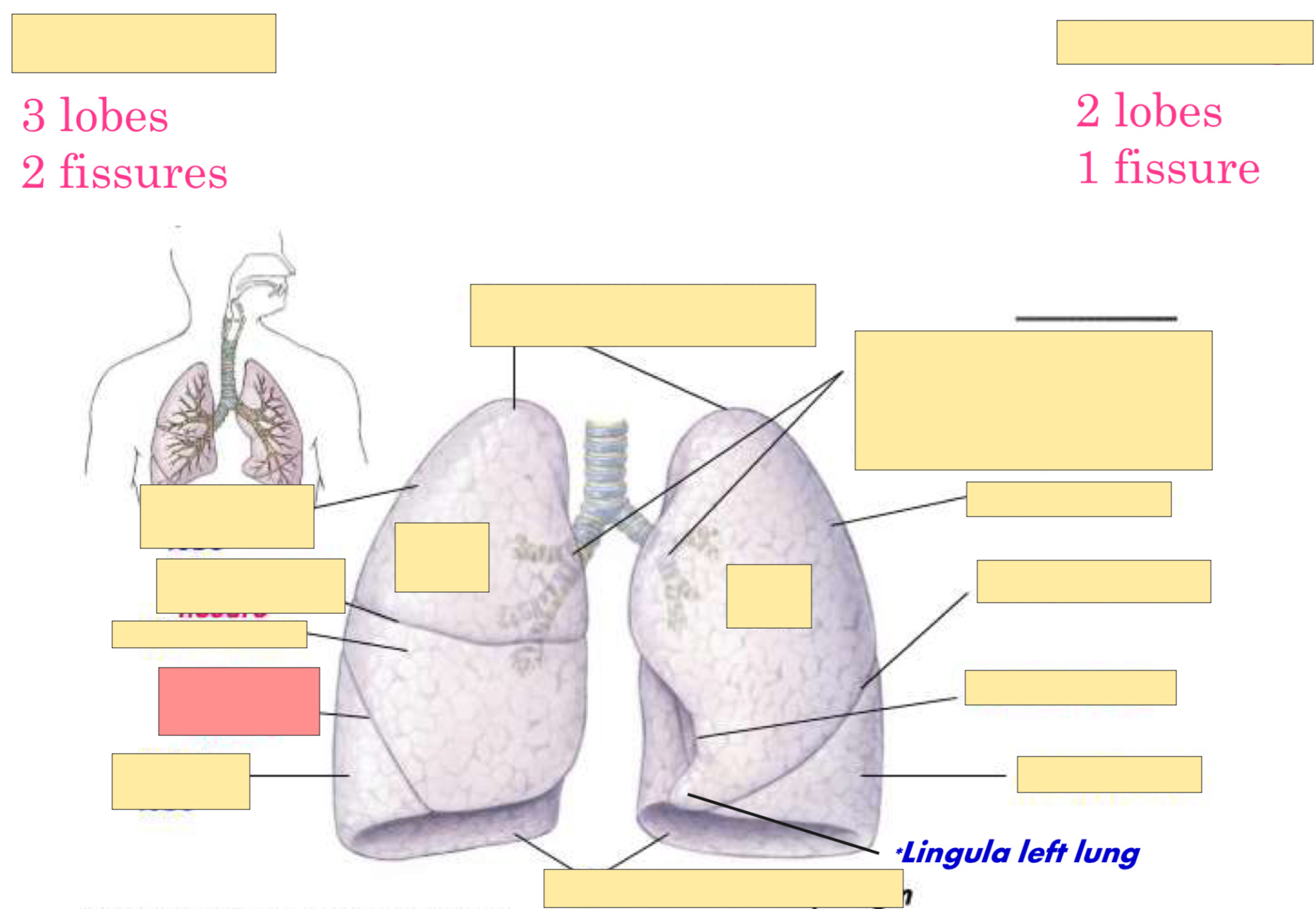<p>What fissure is this?</p>