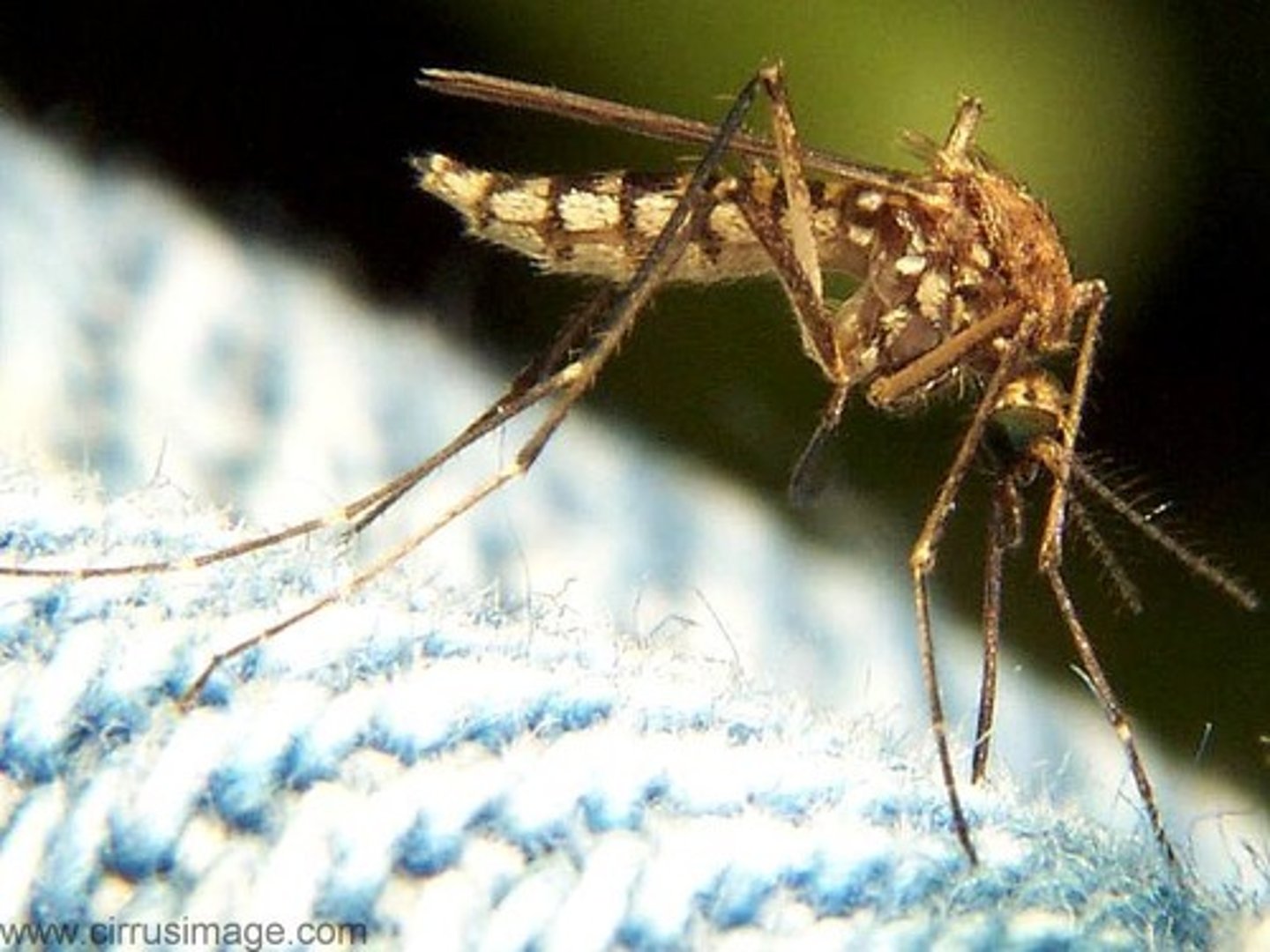 <p>Fly Family</p>