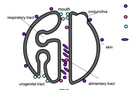 <p>where belongs G=, c. albicans, G+ and clostr diff</p>