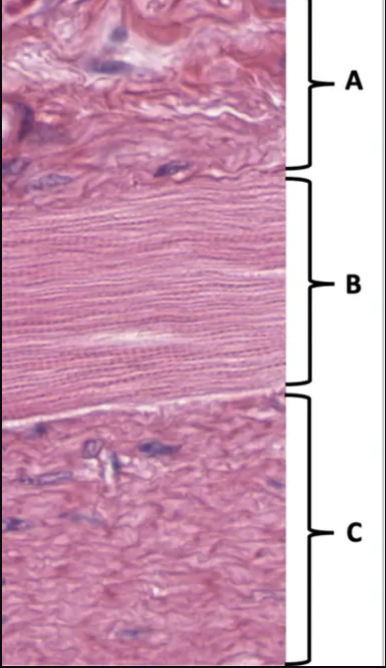 Name the tissue at C: