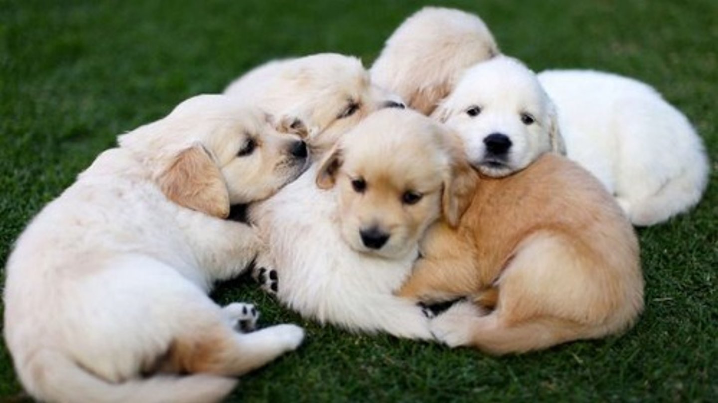 <p>Breeding three or more litters annually or advertising sales.</p>