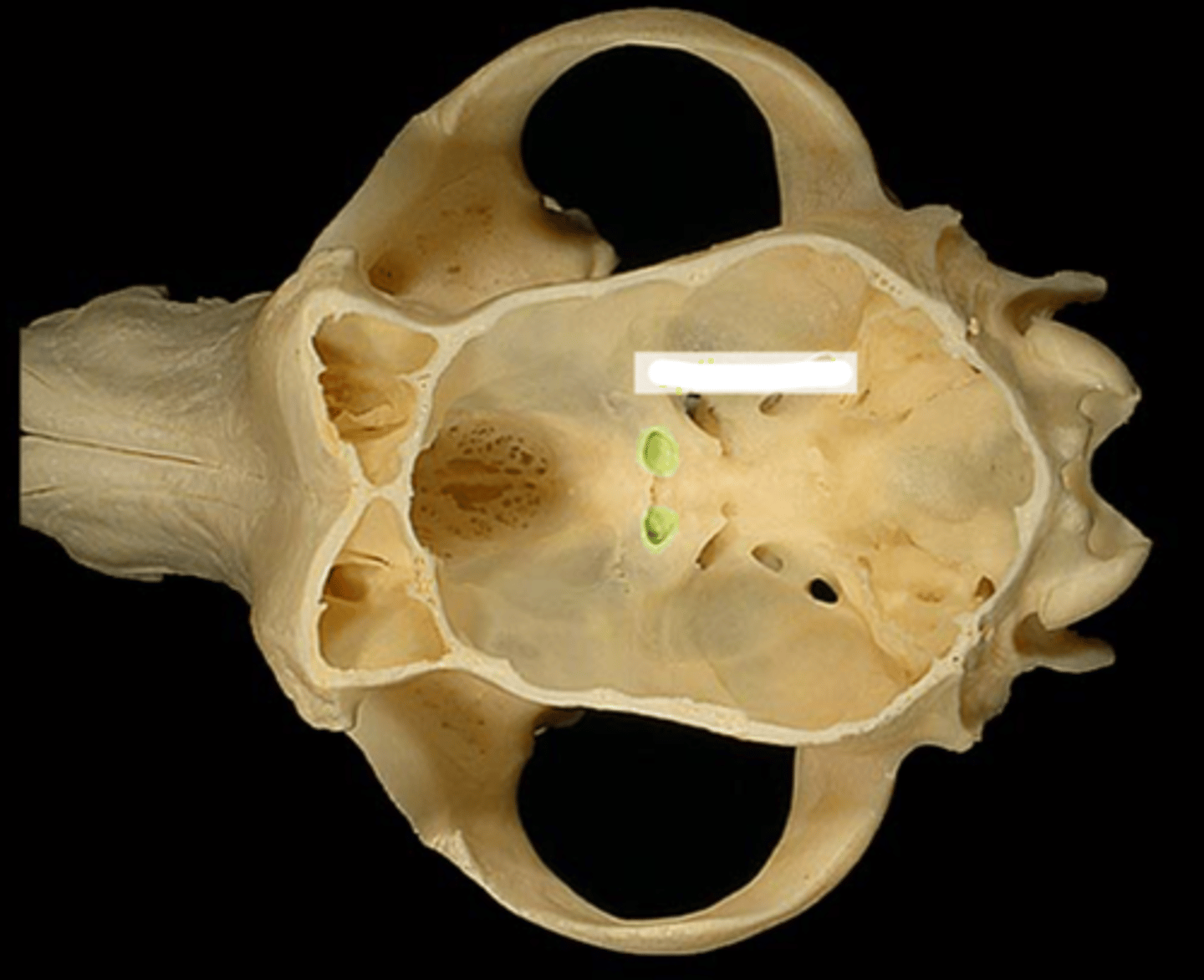 knowt flashcard image