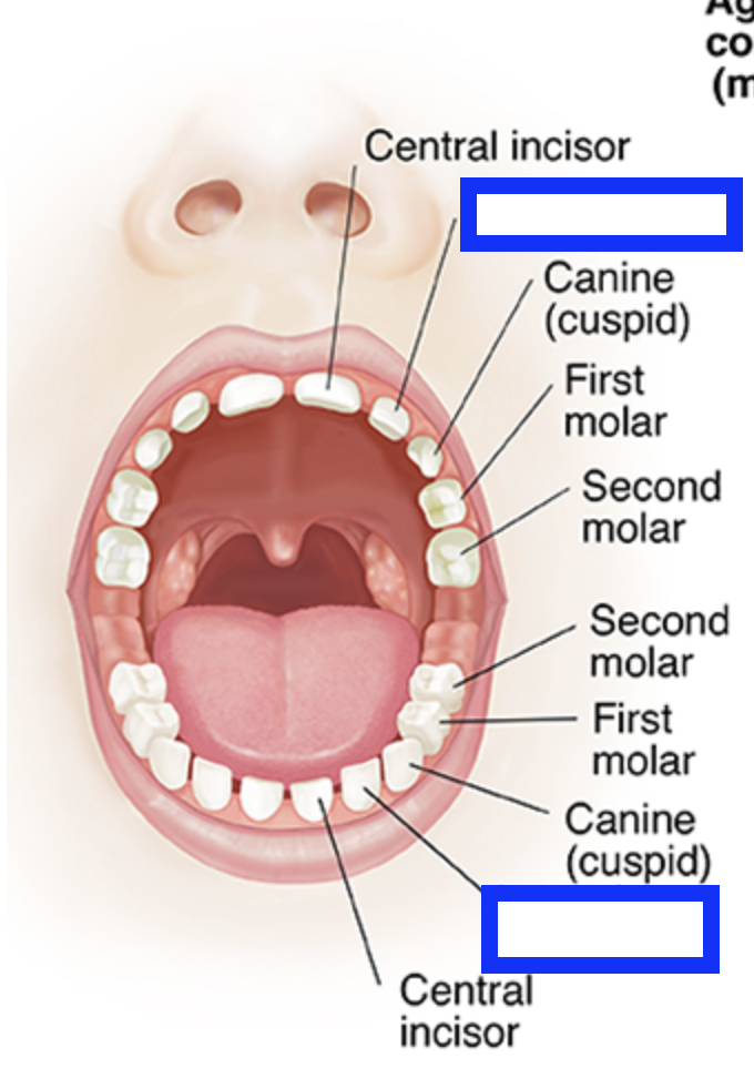 knowt flashcard image