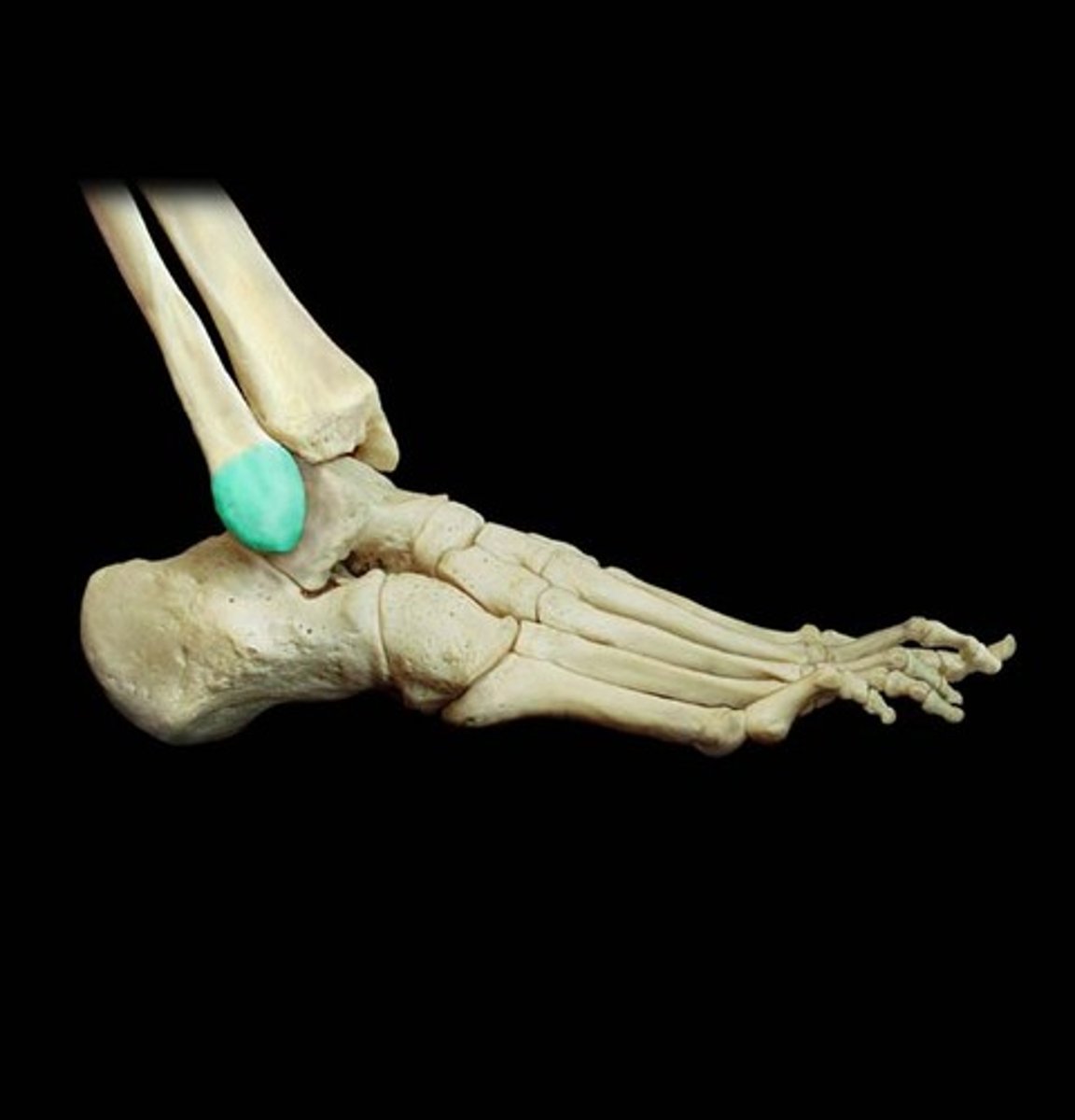 <p>-the most inferior projection on the fibula</p><p>-the bump that can be felt on the outside of the ankle</p>