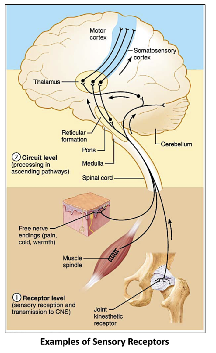 <p><strong>Specialized receptors that detect changes in environment.</strong></p><p>They receive stimuli and respond accordingly.</p>