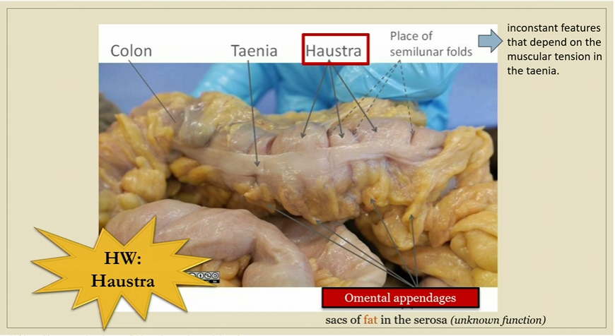 <p>In large intestine, unknown function </p><p>Sacs of fat in the serosa</p>