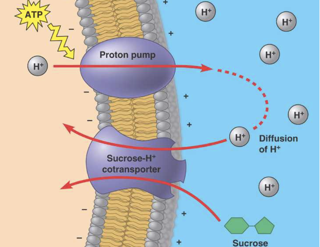 When active transport of a solute (uphill) is paired to the diffusion of another solute (downhill)
