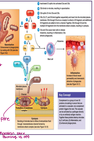 <ol><li><p>opsonization</p><ul><li><p>C proteins attached to microbes and act as a flag to attract phagocyte</p><ul><li><p>this increases phagocytosis by 1000x</p></li></ul></li><li><p>done something to itself to make itself more visible</p></li></ul></li><li><p>enhanced inflammation</p><ul><li><p>increases blood vessel permeability</p></li><li><p>attracts phagocytes to the infection site</p></li><li><p>better because of complimentary protein</p></li></ul></li><li><p>cytolysis</p><ul><li><p>formation of the membrane attack complex (MAC)</p><ul><li><p>pore formation</p></li></ul></li><li><p>this pokes holes in the bacterial cell membrane</p></li><li><p>all fluids woosh out</p></li><li><p>gets harder to control</p></li></ul></li></ol><p></p>
