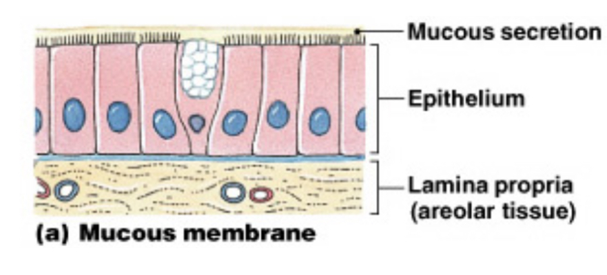 <p>They <strong>line </strong>passageways with <strong>external </strong>connections and must remain <strong>moist</strong>.</p><p>• Found in the digestive, respiratory, urinary and reproductive tracts</p><p>• Epithelial surface must be moist to <strong>reduce friction </strong>and to facilitate</p><p><strong>absorption </strong>and <strong>excretion</strong></p><p>• The <strong>lamina propria </strong>is areolar connective tissue</p>