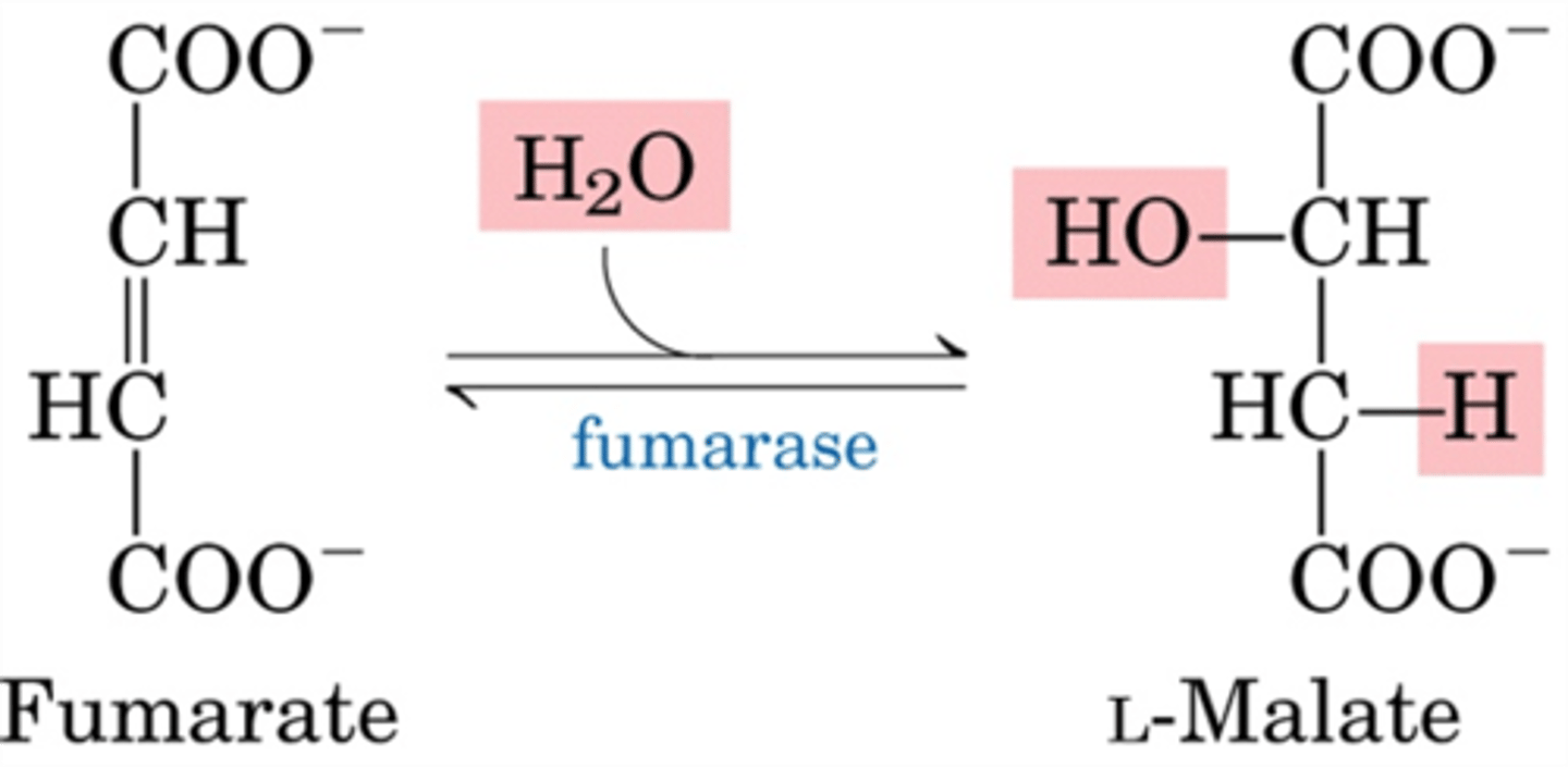 <p>Substrate → Product: Fumarate → Malate</p><p>Enzyme: Fumarase</p><p>Other molecules: H₂O added</p><p>Energy intermediates: None</p><p>Notes: Hydration across double bond.</p>