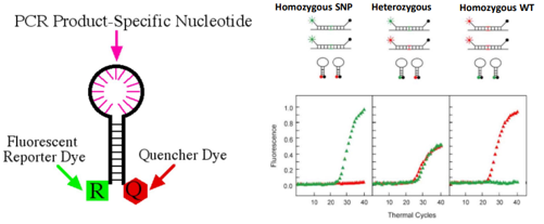 <p>The wild type is red vs SNP is green</p><ul><li><p>Homozygous WT – only red</p></li><li><p>Homozygous SNP – green</p></li><li><p>Heterozygous – green + red </p></li></ul><p></p>
