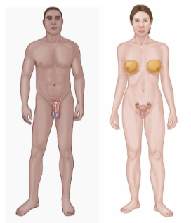 <p>Consists of:</p><ul><li><p>Testes</p></li><li><p>Vas deferens</p></li><li><p>Ovary</p></li><li><p>Uterus</p><p></p></li></ul><p>Key Functions</p><ul><li><p>Produce offspring</p></li></ul><p></p>
