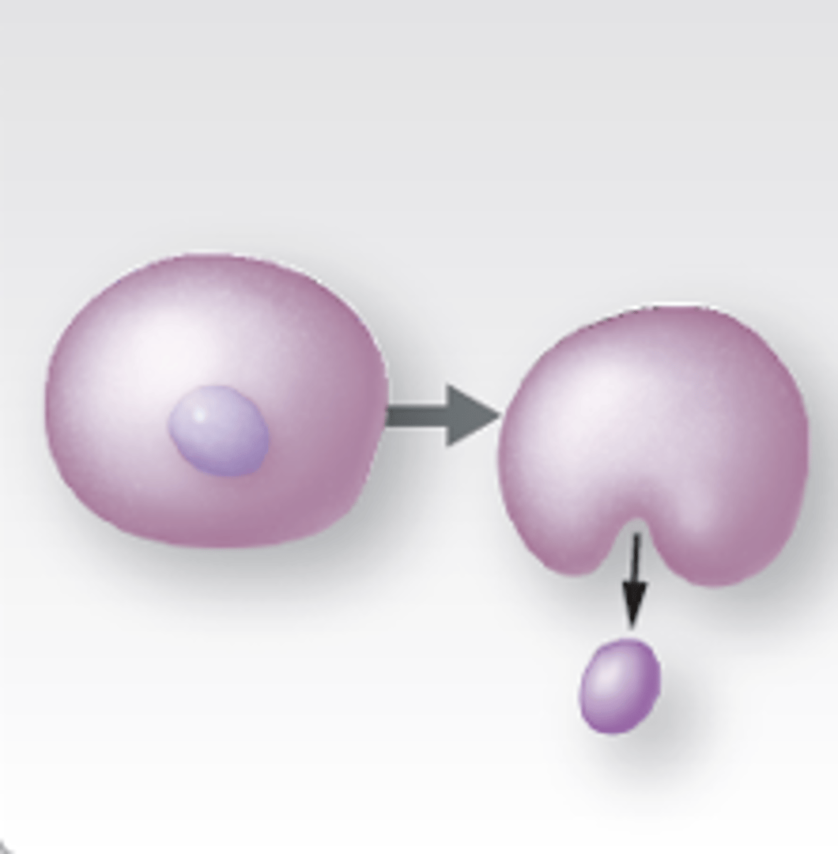 <p>nucleus shrink and is ejected with other organelles</p>