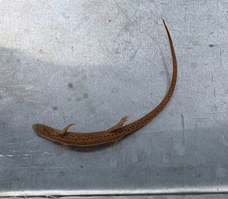 <p>Eurycea longicauda. Plethodontidae.</p>