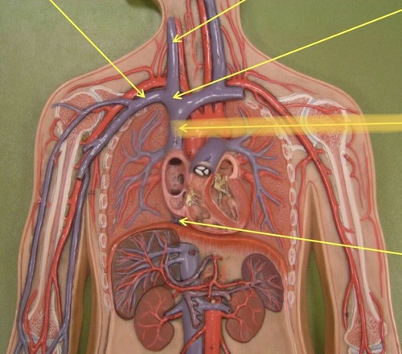 knowt flashcard image