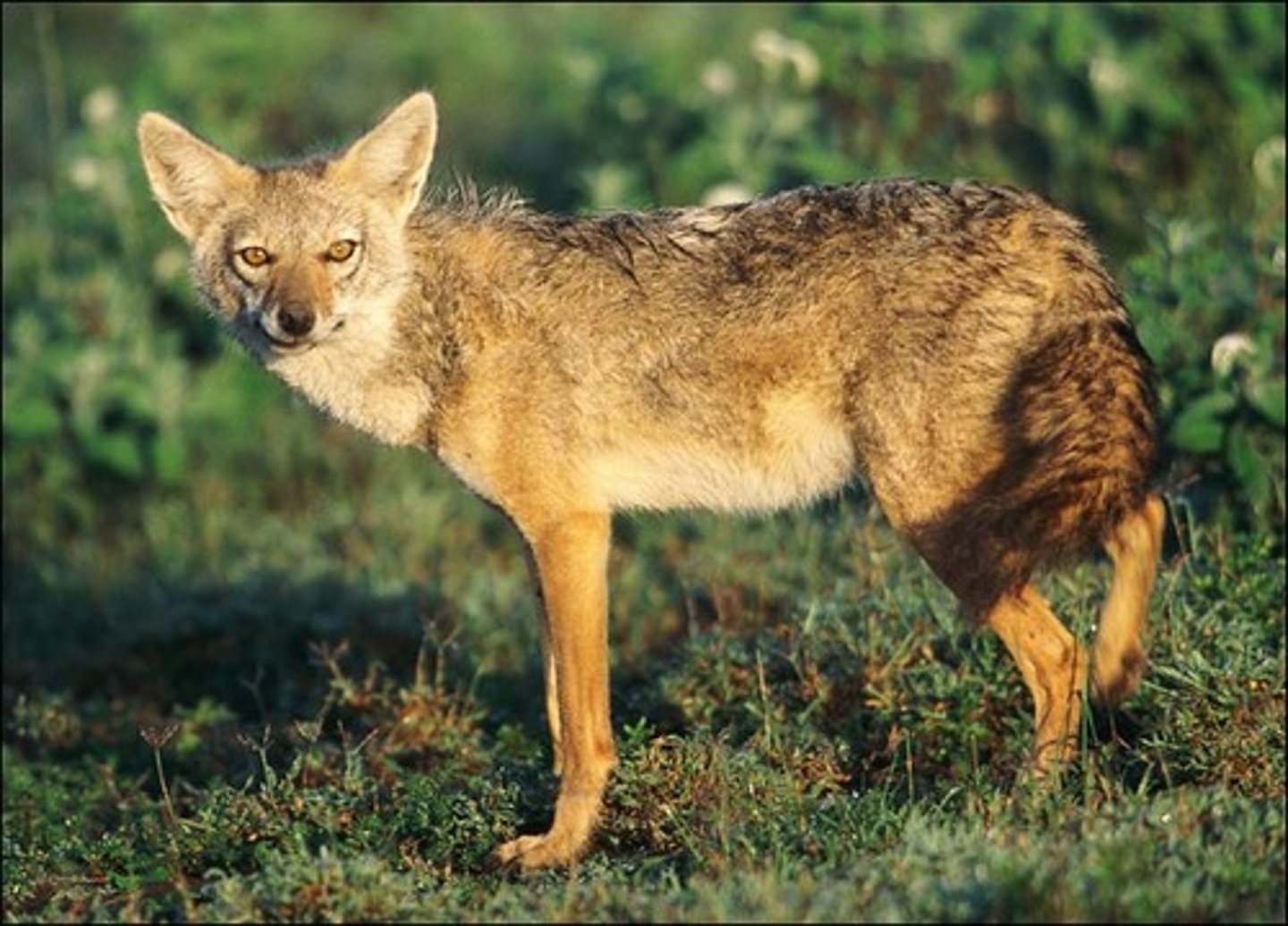 <p>more closely related to wolves, indochinese subspecies in Thailand, social breeding pair and offspring, adaptable diet</p>