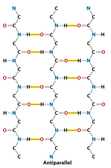 <ul><li><p>Tend to be have more linear (stronger) hydrogen bonds because the donor, hydrogen, and acceptor lie on a straight line</p></li></ul><p></p>