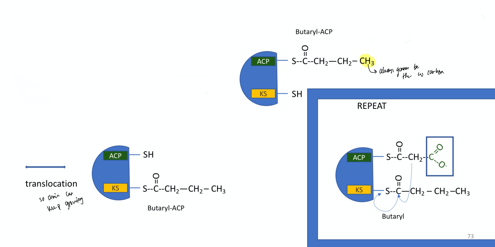 <p>translocation step so chain can keep growing</p><ul><li><p>rearranges and puts the thiol group on the ACP arm and the Butaryl on the KS domain</p></li><li><p>catalyzed by fatty acid synthase I</p></li><li><p>then the steps repeat to elongate chain again&nbsp;</p><ul><li><p><span style="background-color: transparent;">a new incoming malonyl can be added until the FA is 16 carbons long</span></p></li></ul></li></ul><p></p>