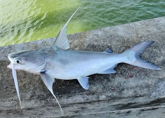 <p>dorsal and pectoral are long and have long fleshy filaments on the spine</p><p>bluish above and silvery below</p><p>2-inch barbels</p><p>flattened barbel at the corner of the mouth</p>