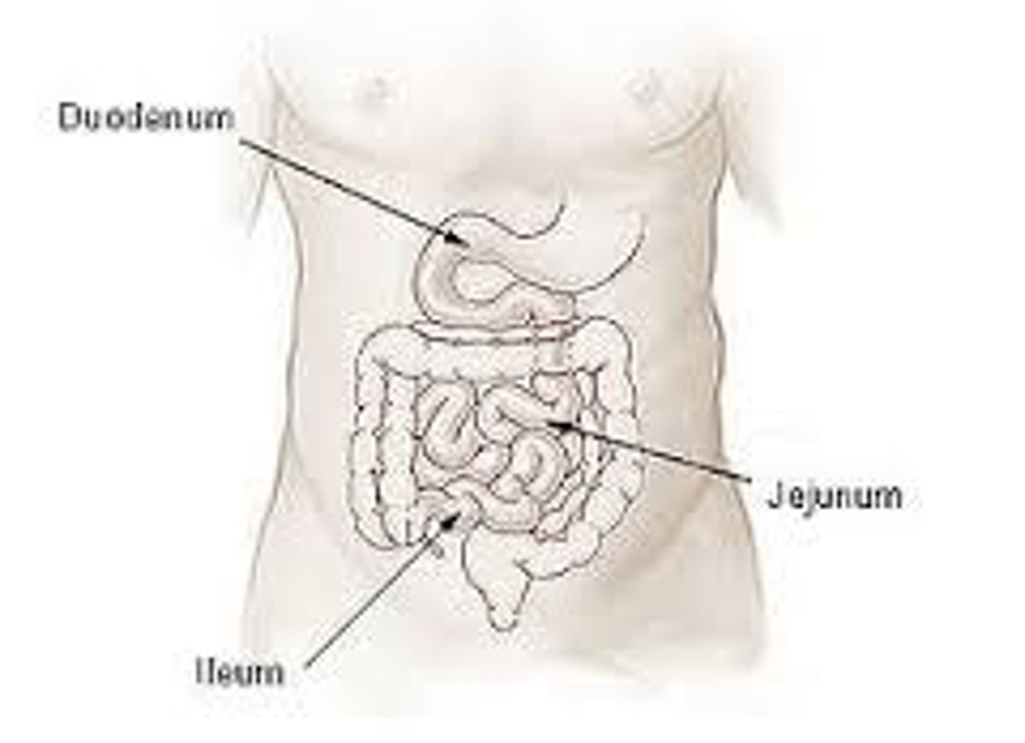 <p>- begins at pyloric sphincter of the stomach and extends to the cecum</p><p>- where most absorption begins and digestion is completed</p><p>- ridges that are covered by intestinal villi</p><p>- epithelial cells covering the villi have a brush border of microvilli</p><p>- micro/villi and folds -&gt; increase absorption SA; always present</p><p>- pancreas provides digestive enzymes and buffers to neutralize chyme -&gt; LIPASE</p><p>- liver secretes bile (stored in gallbladder) -&gt; buffer and bile salts</p><p>- duodenum : "mixing bowl"; recieves chyme from stomach and digestive secretions from pancreas and liver</p><p>- jejunum : bulk of chemical digestion and nutrient absorption</p><p>- ileum : final and longest segment</p>