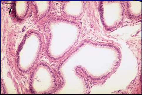 <p>Identify the structure:</p><p>Specie:</p><p>Lined by:</p>