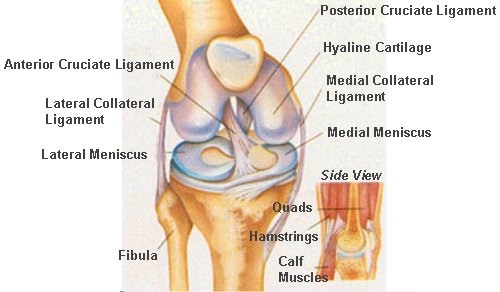 hinge joint: patellar ligament, quadriceps femoris tendon, fibular collateral ligament, tibial collateral ligament, anterior cruciate ligament, posterior cruciate ligament, medial and lateral meniscus