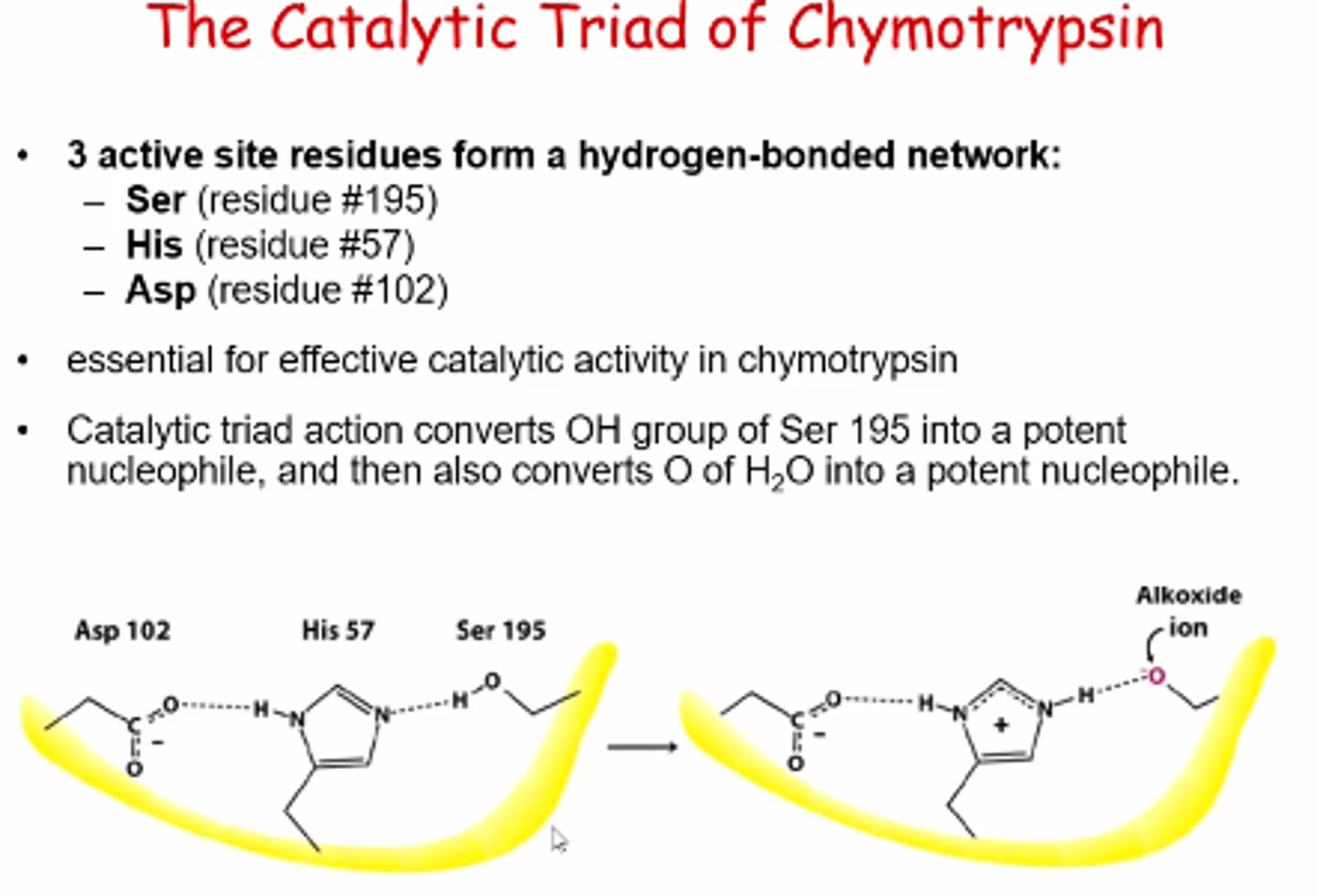 <p>Asp pulls on His, making it a better base</p><p>His pulls on Ser, just enough to align it so the target substrate can deprotonate it briefly to form an alkoxide ion to be a nucleophile</p><p>Converts OH group of Ser 195 into a potent nucleophile, and then also converts O of H2O into a potent nucleophile</p>