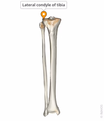 <p>Lateral condyle of tibia, proximal and anterior shaft of fibula, and interosseous membrane</p>