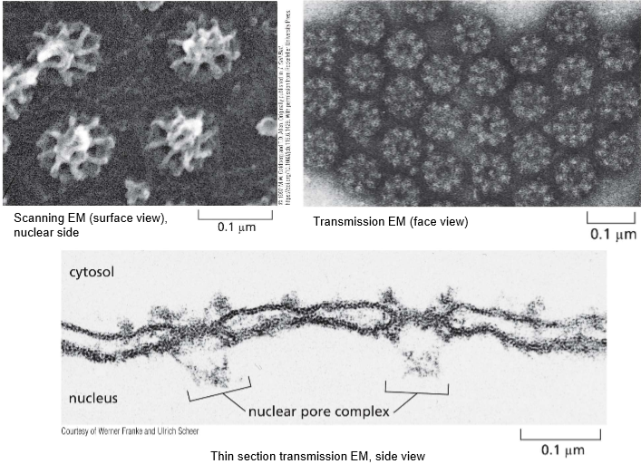 <ul><li><p>They have 8-fold pyramidal symmetry to form the basket</p></li><li><p>actual complexes that build into the nucleus</p></li></ul><p></p>