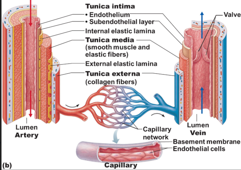 blood vessels detailed