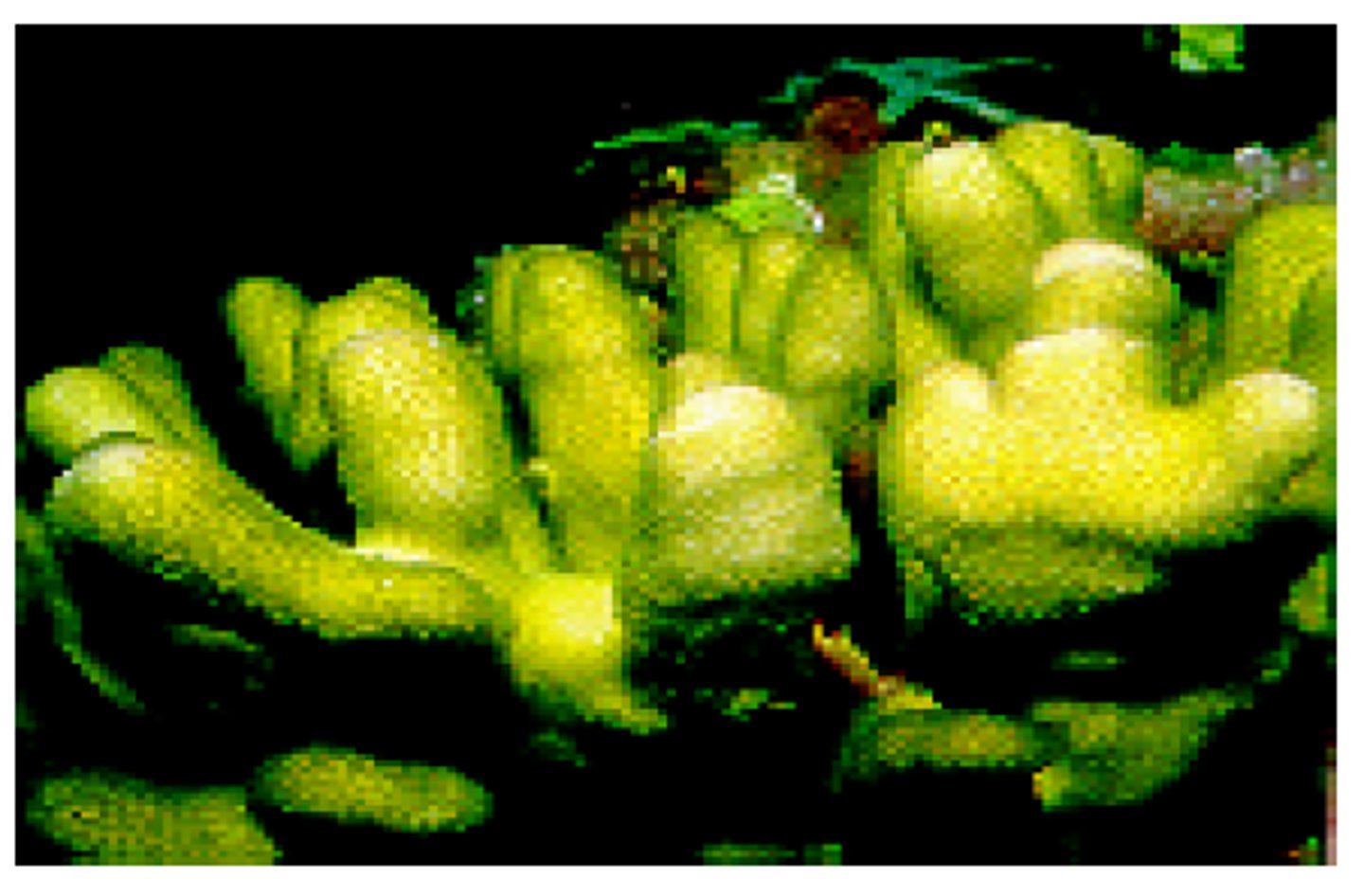 <p>3D tubular corals that stand erect but show no evidence of secondary brancing</p>