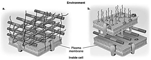 <p>In Figure 4.3, which diagram of a cell wall is a gram-negative cell wall?</p>
